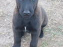 Ciobanesc belgian malinois