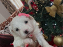 Bichon maltez &hellip;.