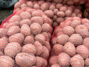Cartofi Rosu Bellaroza