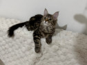 Maine coon pui superbi