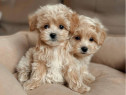 Maltipoo Toy Din Parinti cu Pedigree Fci tip A