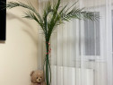 Palmier Curmal la ghiveci