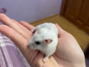 Donez hamster pitic femelă