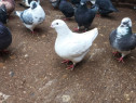 Porumbei americani