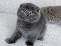 Scottish fold pui