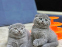 Scottish Fold puiuti