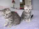 British Shorthair silver Tabby