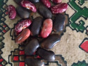 Semințe pentru semănat de: porumb,porumb pt floricele,fasole