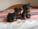 Yorkshire Terrier talie mini toy