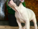 Bulldog francez alb & blue