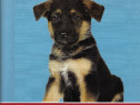 Carte despre German Shepperd dog cainele ciobanesc german