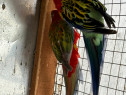Papagali micul alexandru si rosella