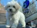 Bichon maltez mini toy