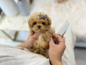 Maltipoo poodle mini toy