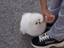 Pomeranian mini boo