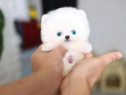 Pomeranian mini toy exemplare superbe