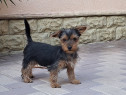 Yorkshire terrier, fetiță, trei luni