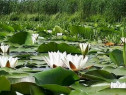 Teren intravilan Str Primaveri deschidere la lac