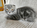 Scottish fold silver tabby