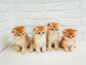 British shorthair orange