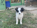 Border Collie caini