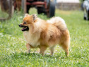 Pomeranian cu pedigree - posibilitate transport