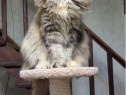 Maine coon superb