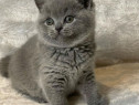 British shorthair pisoiași