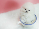 Pomeranian boo mini toy exemplare superbe