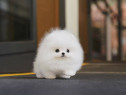 Pomeranian boo mini asigur transport