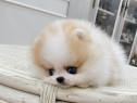 Pomeranian teeacup mini boo