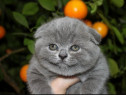 Scottish fold blue