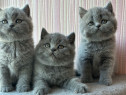 British shorthair blue