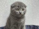 Scottish fold blue