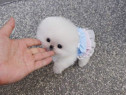 Pomeranian boi mini teacup