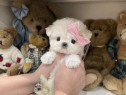 Bichon maltez mini toy