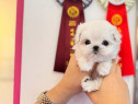 Bichon maltez mini toy