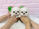 Bichon maltez mini toy