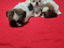 Shih-tzu talie mica