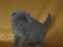 Scottish fold băieței și fetițe