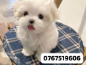 Bichon maltez mini toy