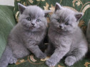 British shorthair pui superbi