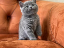 British shorthair fetițe și băieței