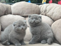 Scottish fold băieței și fetițe