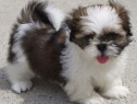 shih tzu mini toy