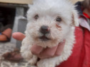 Mini toy bichon rasa pura