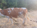 Vaca baltata romaneasca
