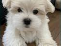 Bichon maltez mini toy