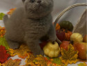 British shorthair blue