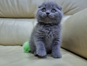 Scottish fold blue